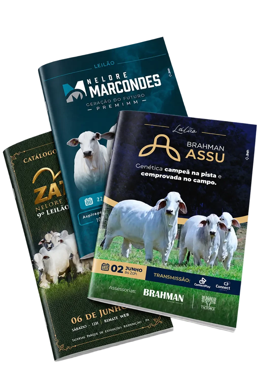 Apresentação dos catálogos Nelore Marcondes, Brahman ASSU e Zatta Nelore Premium